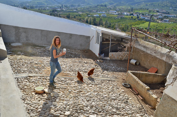 gallinas en el campo