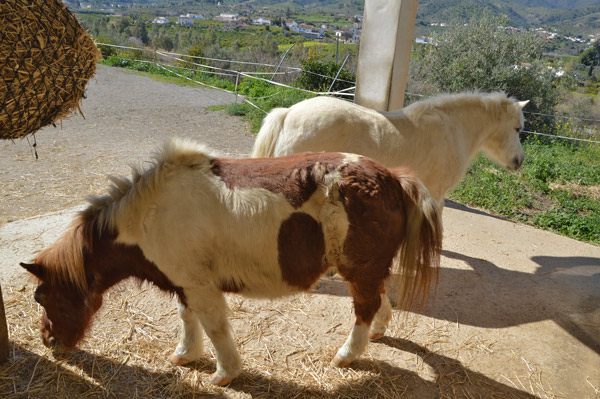 ponys comiendo