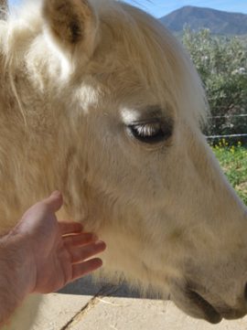 Pony blanco